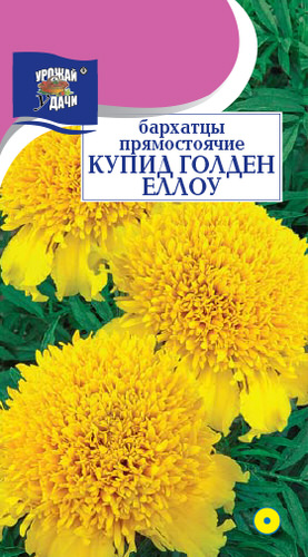Бархатцы Купид Голден Еллоу махр. прямостоячие