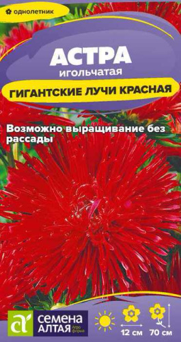 Астра Гигантские лучи Красная