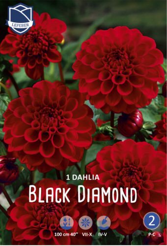 Георгина Black Diamond /1шт 