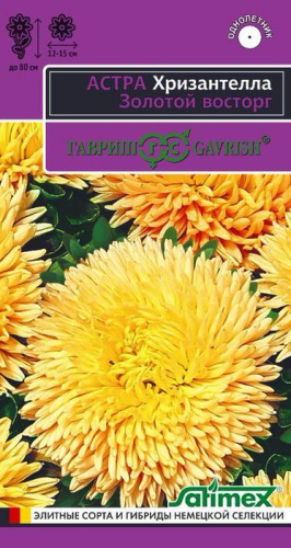 Астра Хризантелла Золотой восторг 