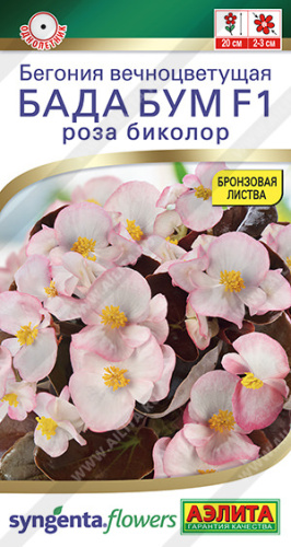 Бегония Бада Бум F1 роза биколор