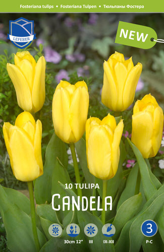 Тюльпан Фостера "Candela" (1х10шт)