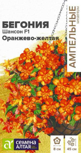 Бегония Шансон F1, Оранжево - желтая, амп. клуб.