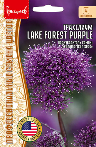 Трахелиум Lake Forest Purple 3 м.др.