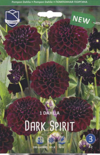 Георгина Дарк Спирит /1шт