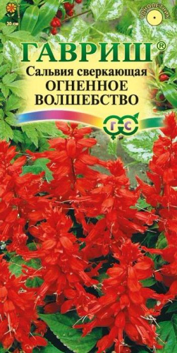 Сальвия Огненое волшебство 
