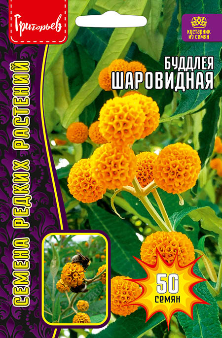 Буддлея Шаровидная