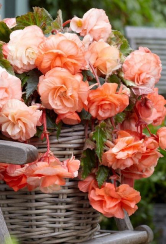 Бегония XXL Splendide Apricot/3шт