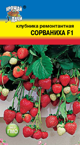 Клубника Сорваниха 