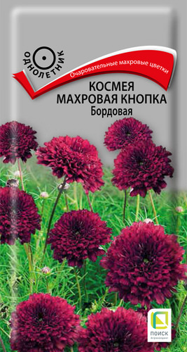 Космея Махровая кнопка Бордовая