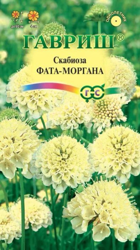 Скабиоза Фата-моргана махр. темно-пурпурная