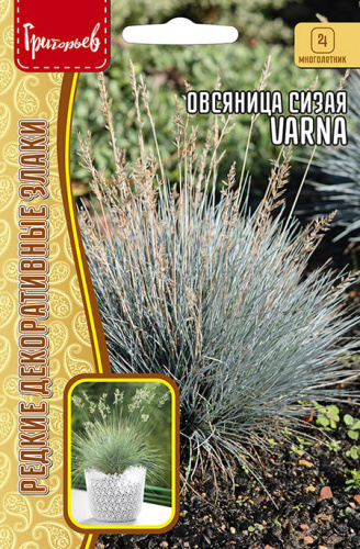 Овсяница сизая Varna 