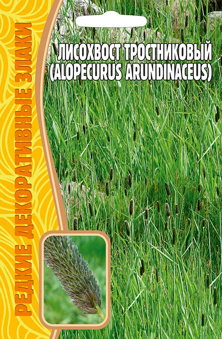 Лисохвост Тростниковый