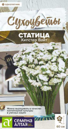 Статица Хипстер Вайт  Сухоцветы