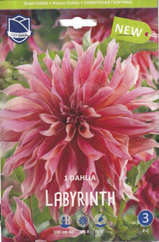 Георгина Лабиринт /1шт