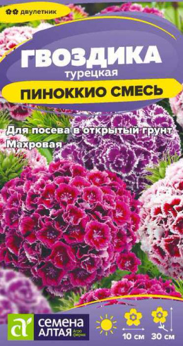 Гвоздика Пиноккио турецкая