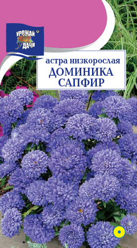 Астра Доминика Сапфир низкорослая 