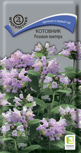 Котовник Розовая пантера