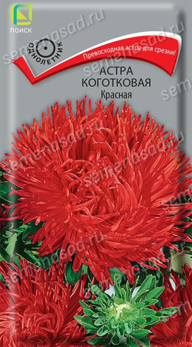 Астра Красная коготковая