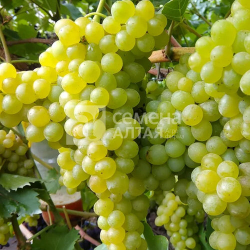 Виноград Кишмиш 342