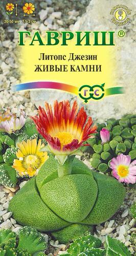 Литопс Живые Камни 