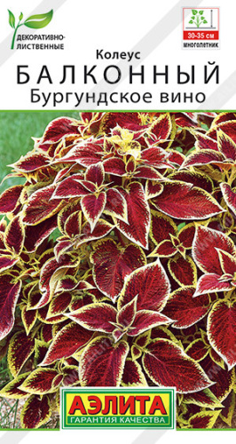 Колеус Бургунское вино балкон. 5шт