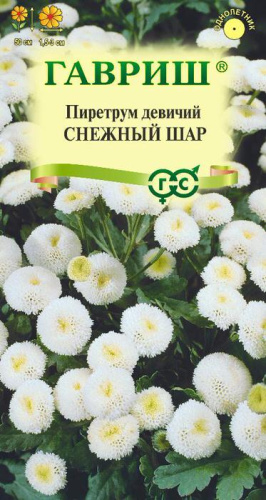 Пиретрум Снежный Шар 