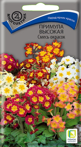 Примула высокая, смесь 