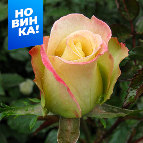 Роза Виолон де Ингресс