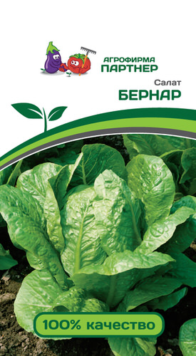 Салат Бернар кочанный 