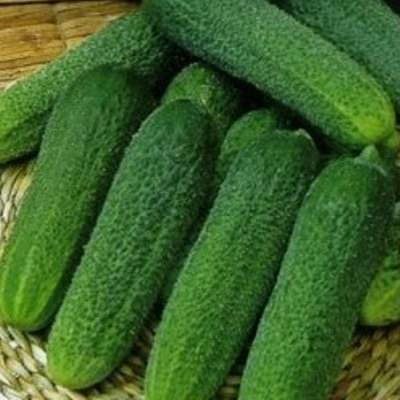 Огурец Диригент F1 100шт2