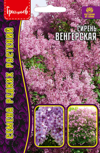 Сирень Венгерская