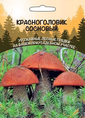 Красноголовик Сосновый 