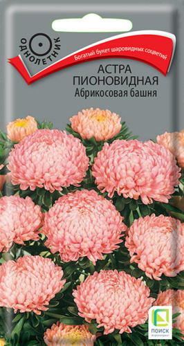 Астра Башня Абрикосовая пионовидная