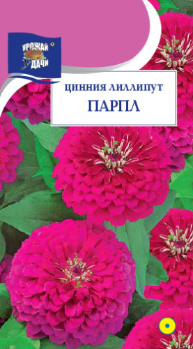 Цинния лилипут Парпл 