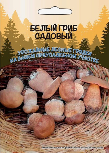 Белый Гриб Садовый 