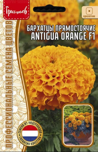 Бархатцы Антигуа F1 Оранж