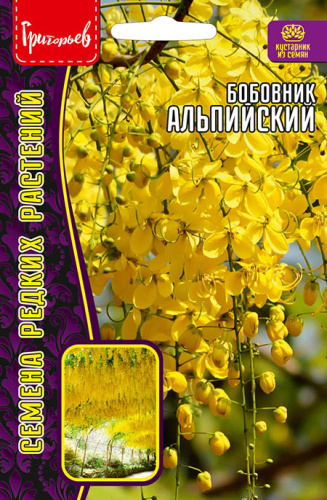 Бобовник Альпийский