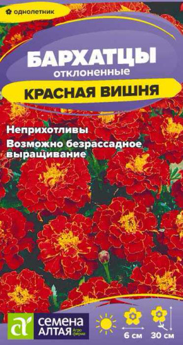 Бархатцы Красная Вишня