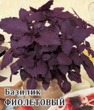 Базилик Фиолетовый 10г Гвр