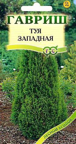 Туя западая Канди Страйп 