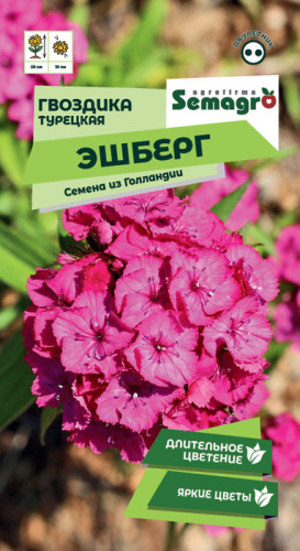 Гвоздика Эшберг турецкая