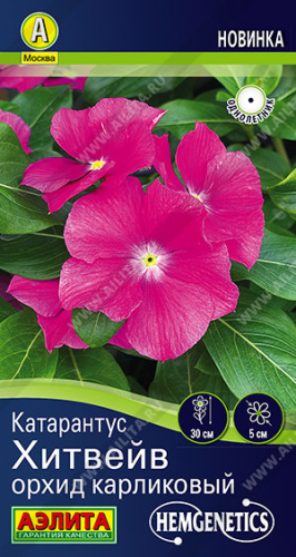 Катарантус Хитвейв орхид карликовый