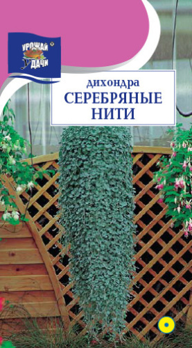 Дихондра Серебряные нити 