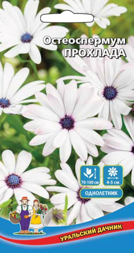 Остеоспермум Прохлада