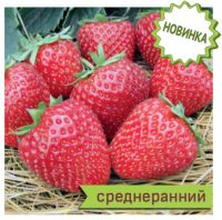 Земляника Априка садовая купить