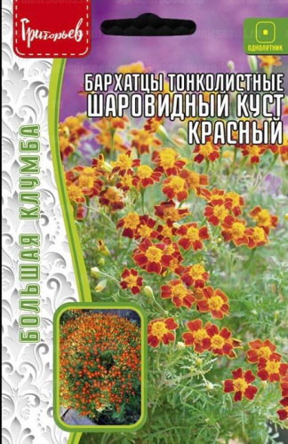 Бархатцы Шаровидный Куст Красный тонколистные