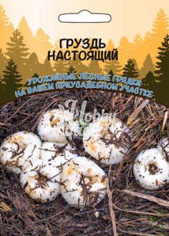 Груздь настоящий (ССПК)