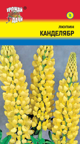 Люпин Канделябр высокий