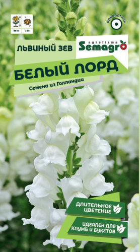 Львиный зев Белый лорд